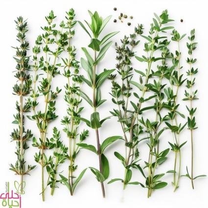 أخطاء شائعة يرتكبها المزارعون عند زراعة الزعتر