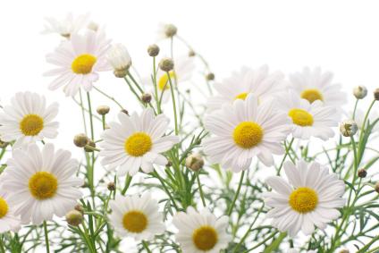 الإلتهابات التناسلية