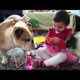 Embedded thumbnail for طفلة تلبس الكلب المجوهرات والكعب العالي