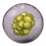 الخلايا الجذعية