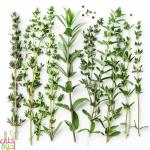 أخطاء شائعة يرتكبها المزارعون عند زراعة الزعتر