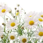 الإلتهابات التناسلية